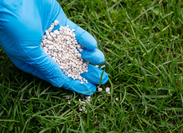 texas sage Landscape Design Build7