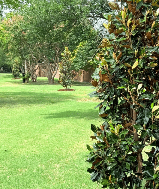 About Texas Sage Landscaping and Lawn LLC