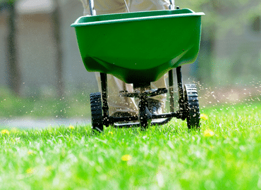 texas sage fertilization services 1247