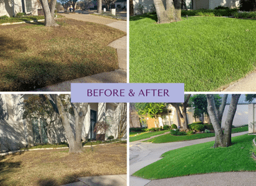 texas sage landscaping and lawns5