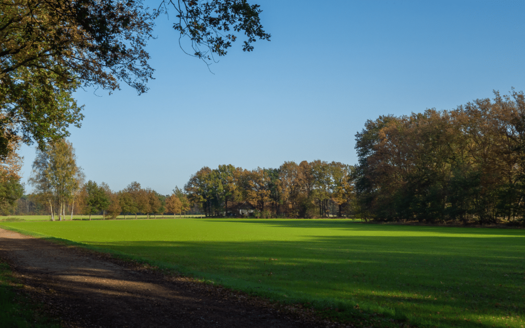 What Is Commercial Landscaping?