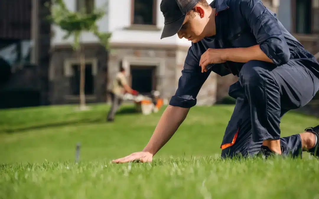 What Are Lawn Maintenance Services?