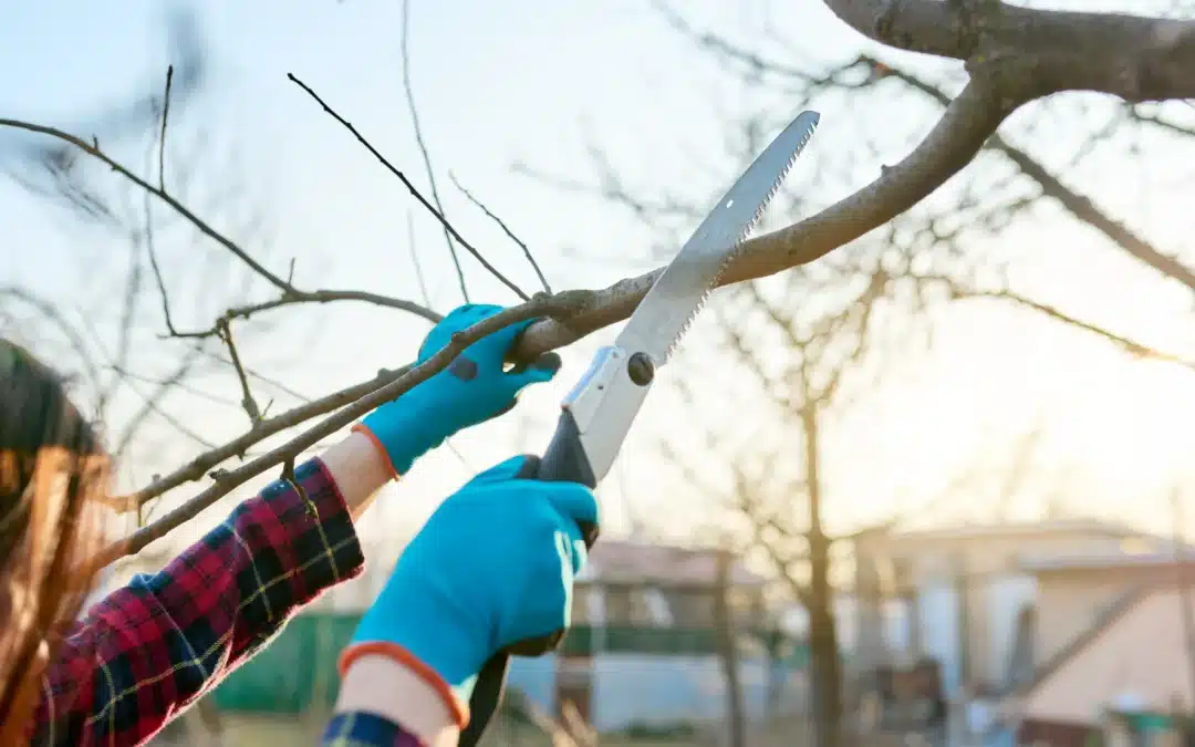 Is It Better To Trim or Prune A Tree?