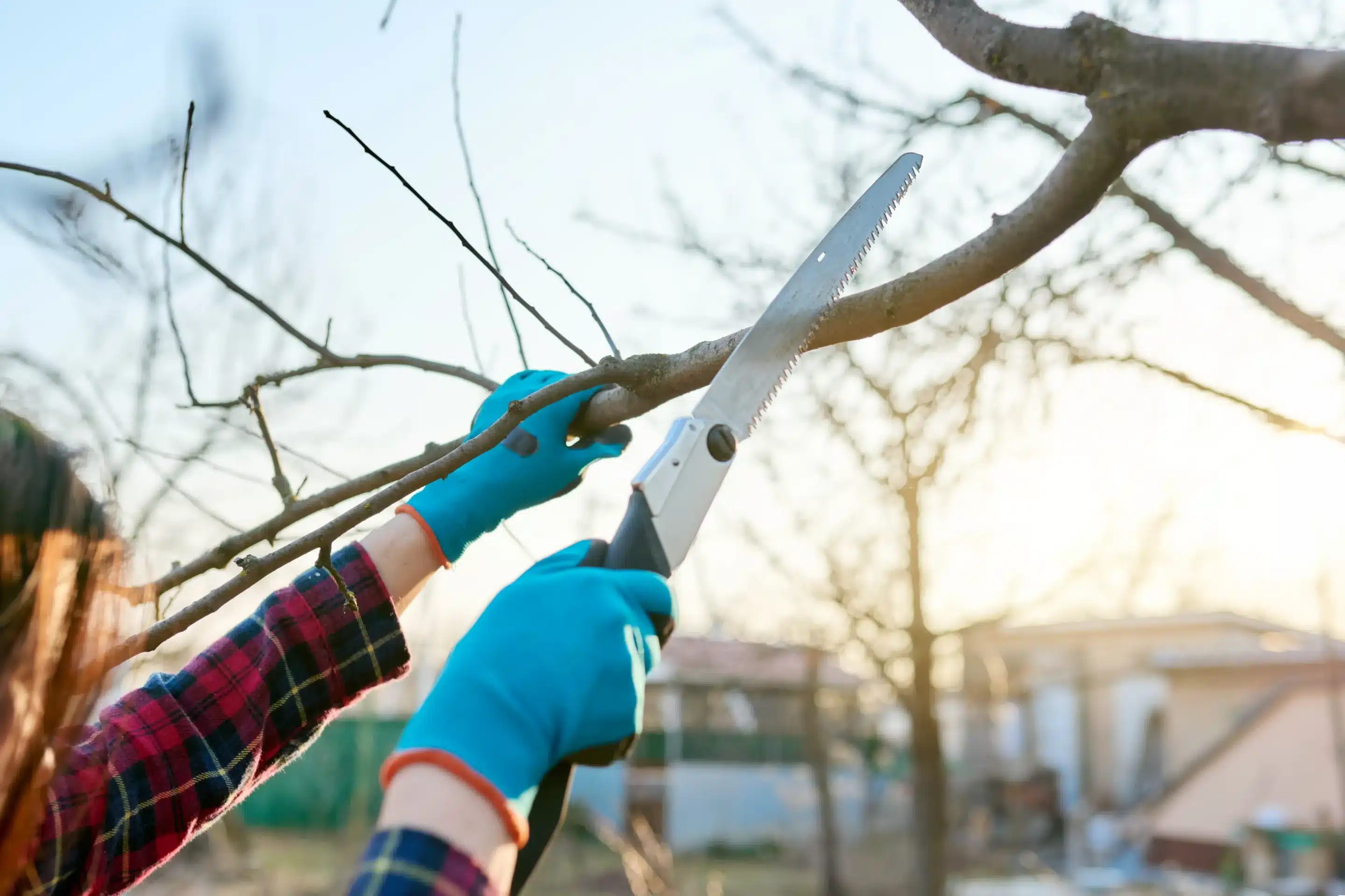 Is It Better To Trim or Prune A Tree?