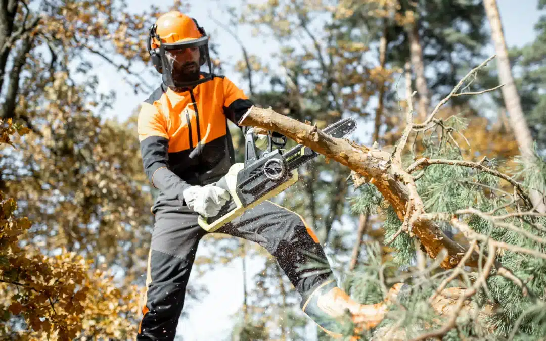 Is It Worth hiring A Professional Tree Trimmer?