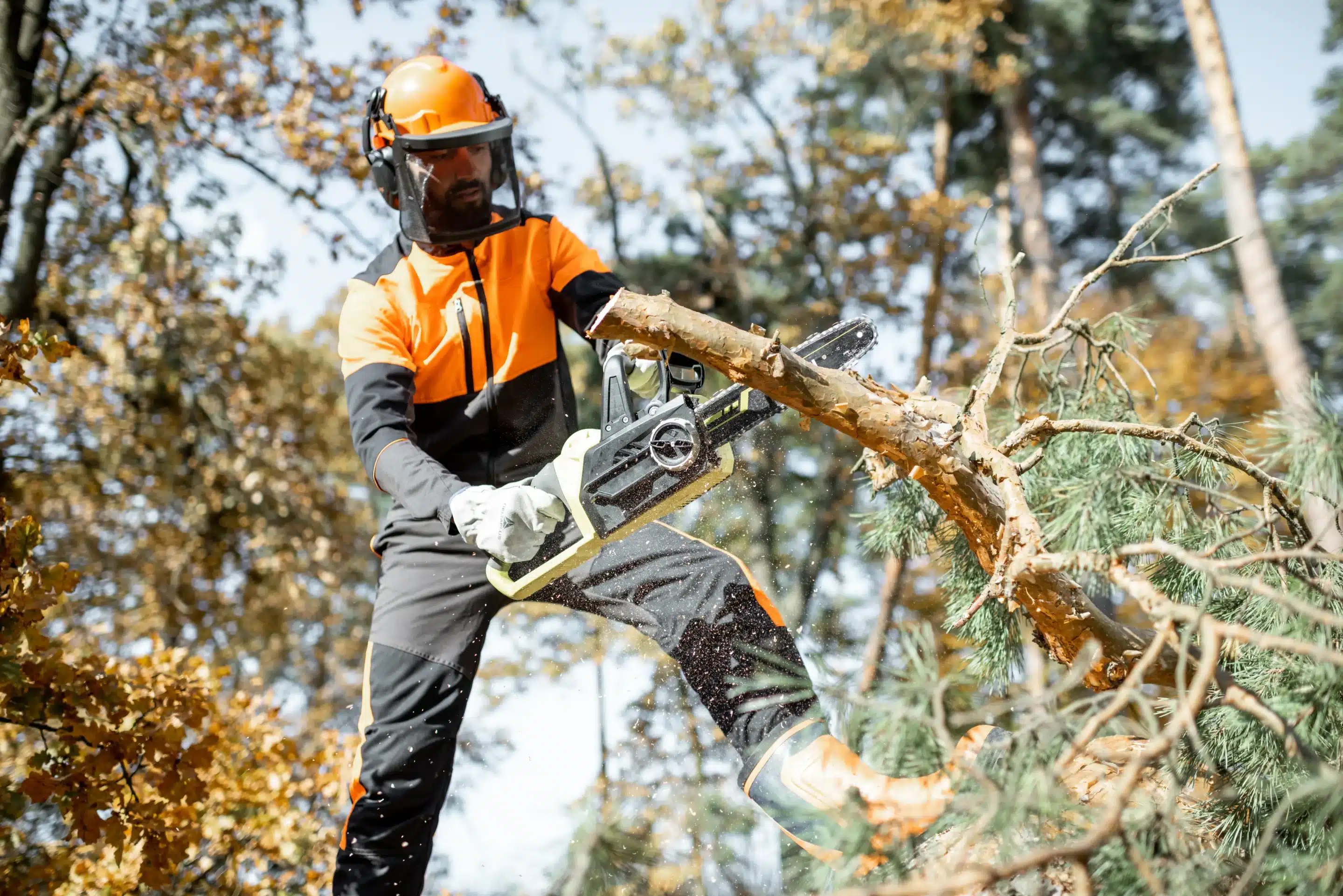 Is It Worth hiring A Professional Tree Trimmer?