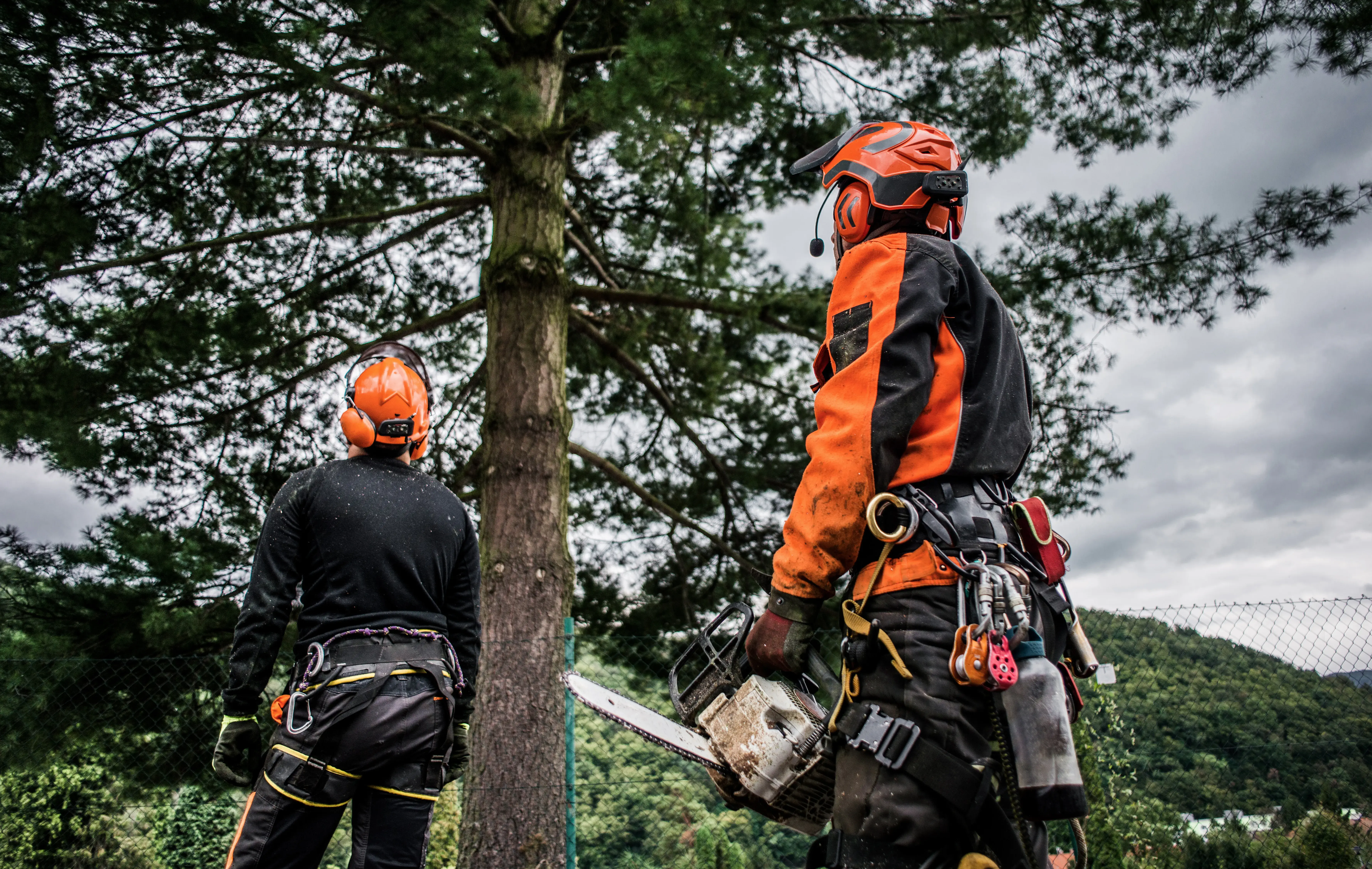 Is It Worth hiring A Professional Tree Trimmer? 2 Is it worth hiring a professional tree trimmer