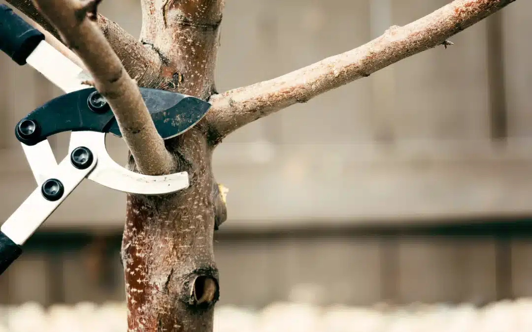 Is it Cheaper to Trim a Tree or Cut it Down: Smart Guide to Saving Money and Protecting Your Yard
