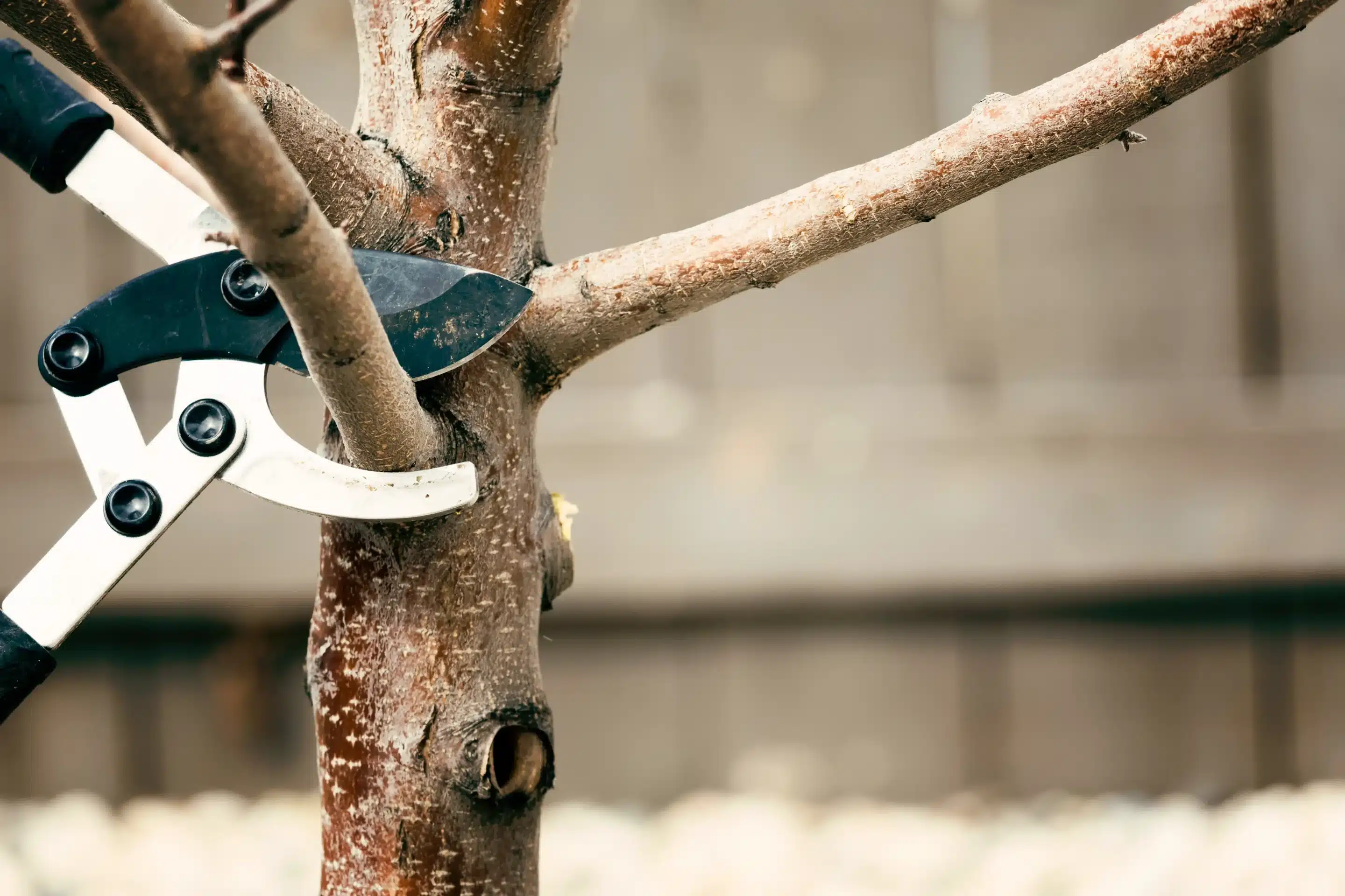 Is it Cheaper to Trim a Tree or Cut it Down: Smart Guide to Saving Money and Protecting Your Yard