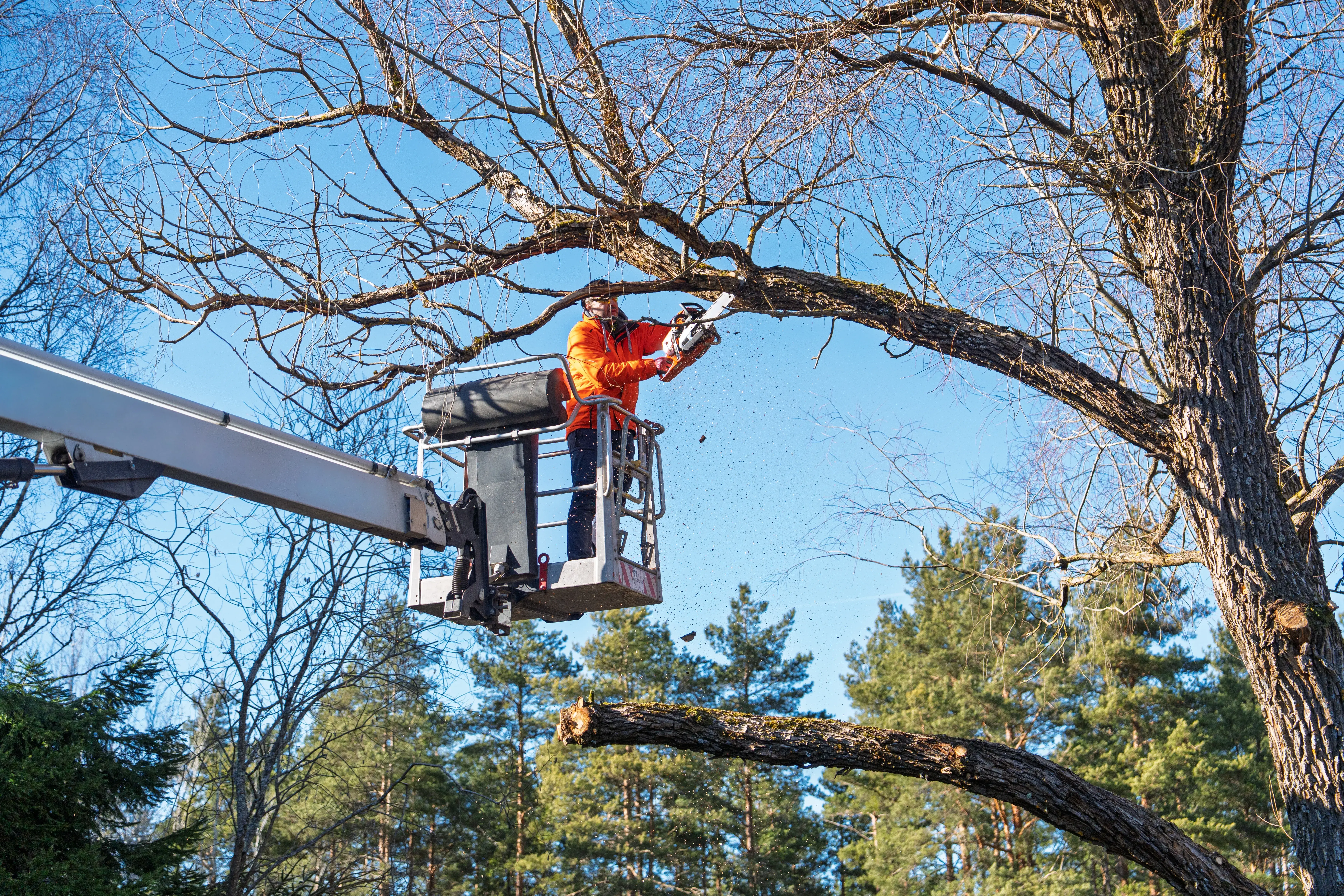 What is the fatality rate for tree trimmers