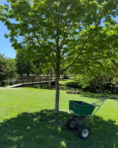 texas sage landscaping and lawns11