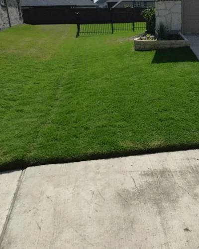 texas sage landscaping and lawns12